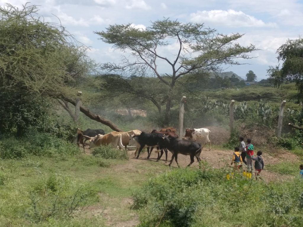 Gruppe von Kindern, die Kühe vom See zurück führen